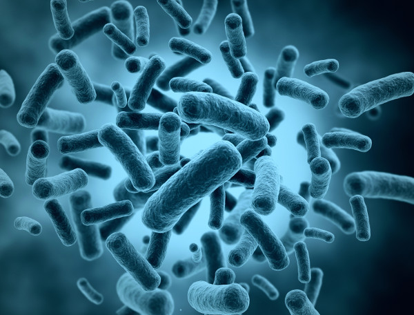 Bacteria cells - medical illustration